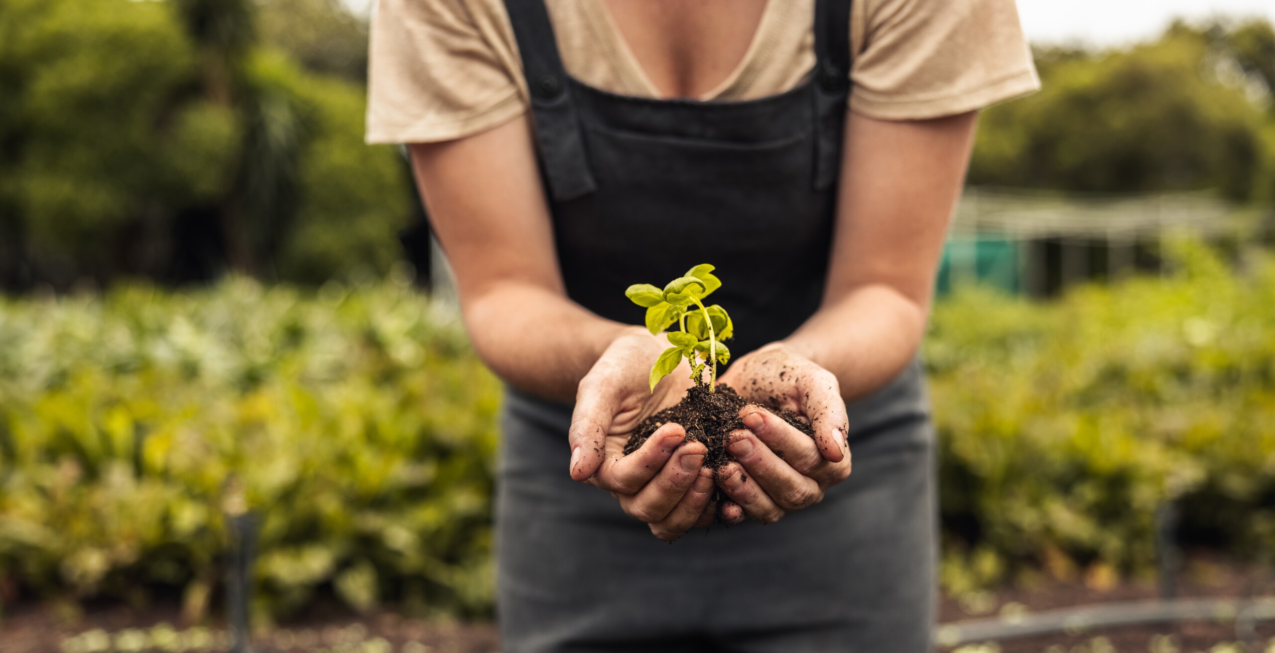 Unrecognizable,Woman,Holding,A,Green,Seedling,Growing,In,Soil.,Anonymous
